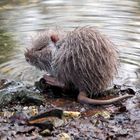 Baby Nutria 