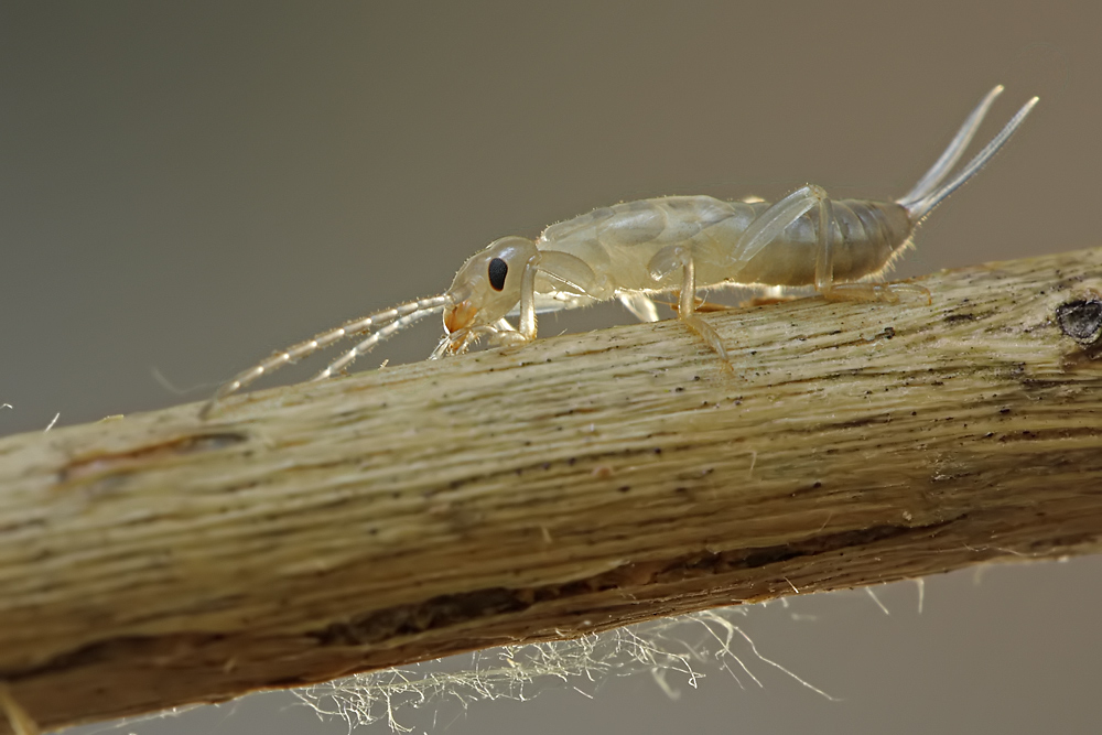 Baby Ohrenkneifer Foto Bild Tiere Wildlife Insekten Bilder Auf Fotocommunity