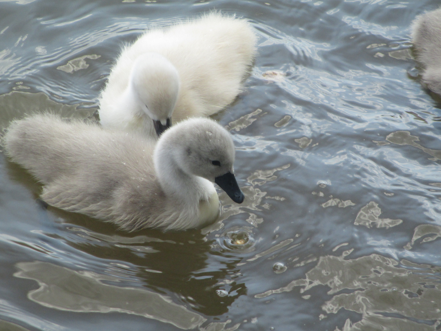 Baby on Board