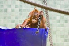 Baby Orang-Utan