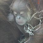 Baby Orang Utan sehr süss Zoo München