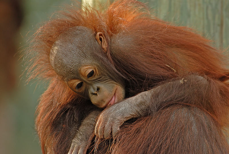 Baby Orangutan, Another View