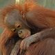 Baby Orangutan, Another View