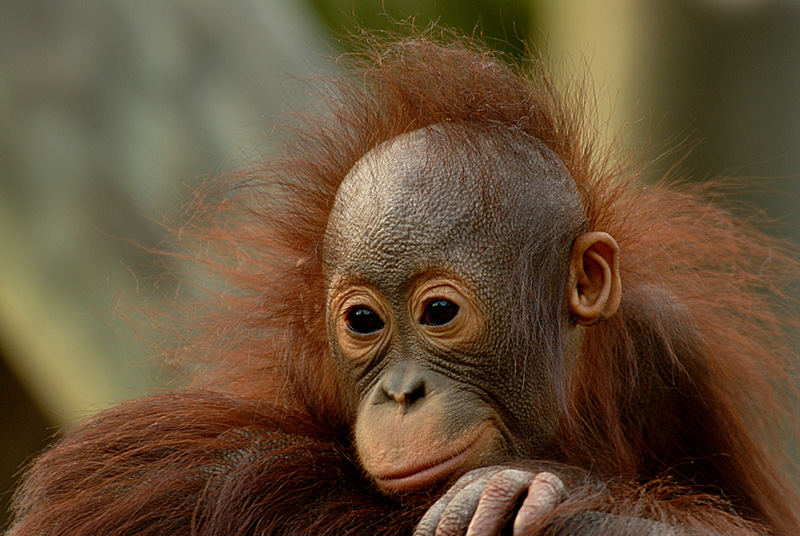 Baby Orangutan