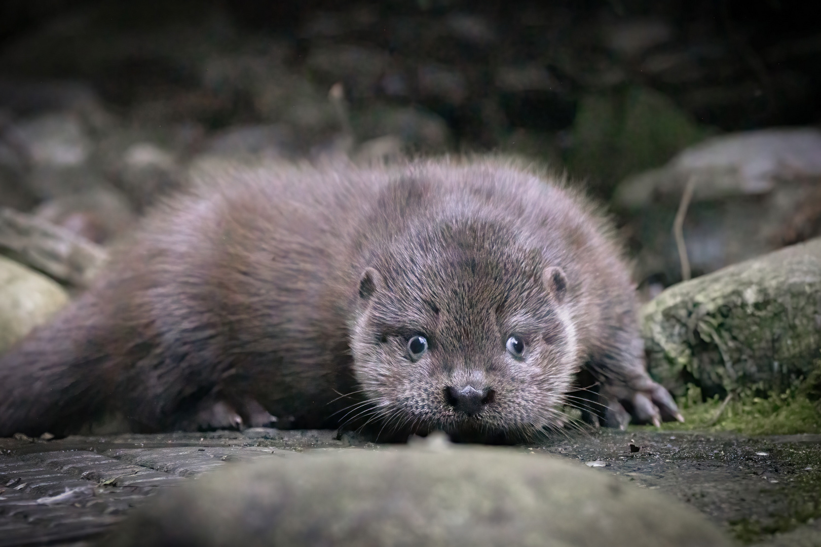 Baby Otter - welcome to the world