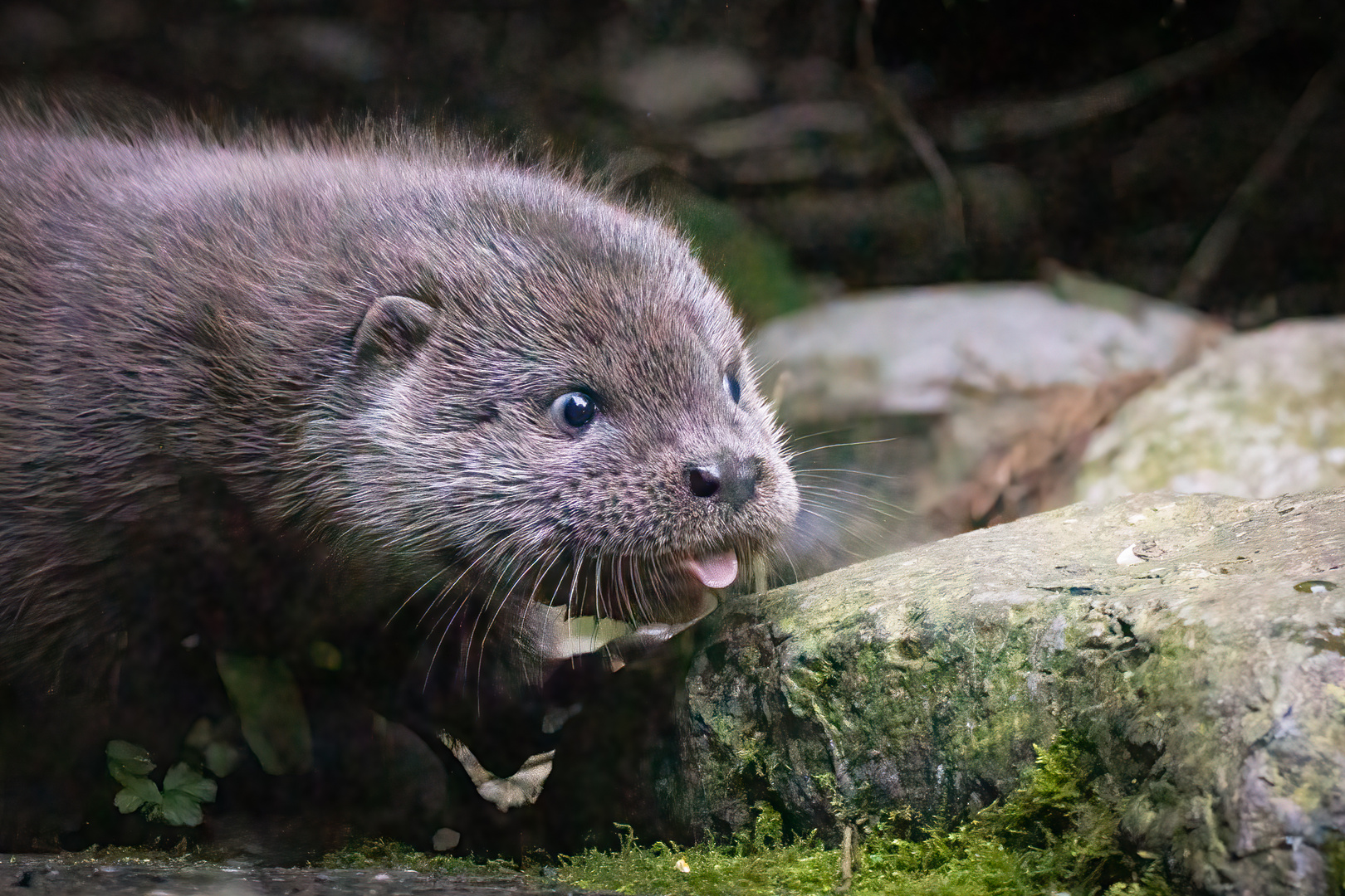 Baby Otter - welcome to the world