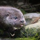 Baby Otter - welcome to the world