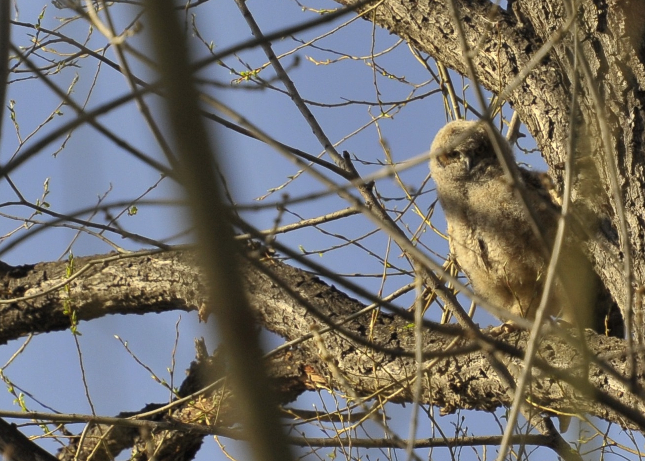 Baby Owl