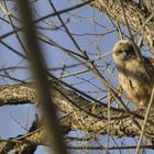 Baby Owl