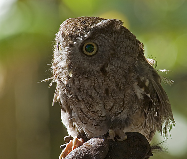 Baby Owl