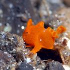 Baby-Painted-Frogfish