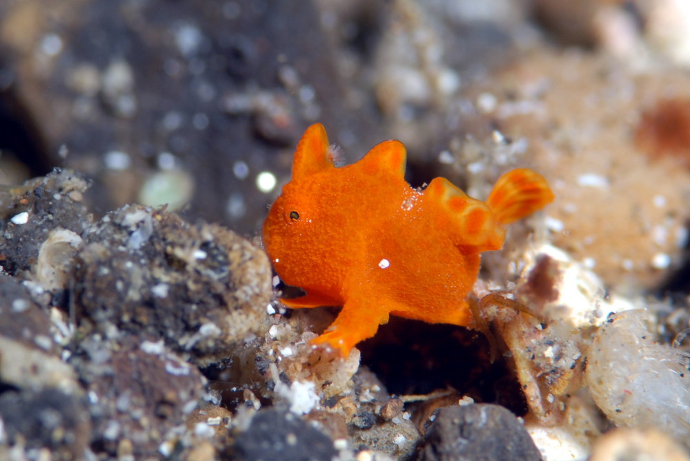 Baby-Painted-Frogfish