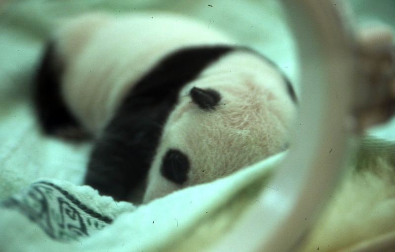 Baby-Panda