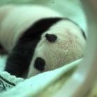 Baby-Panda