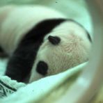 Baby-Panda