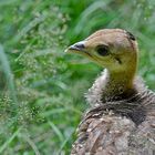 Baby-Pfau