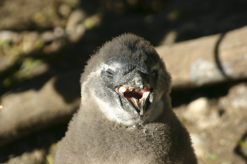 Baby Pinguin