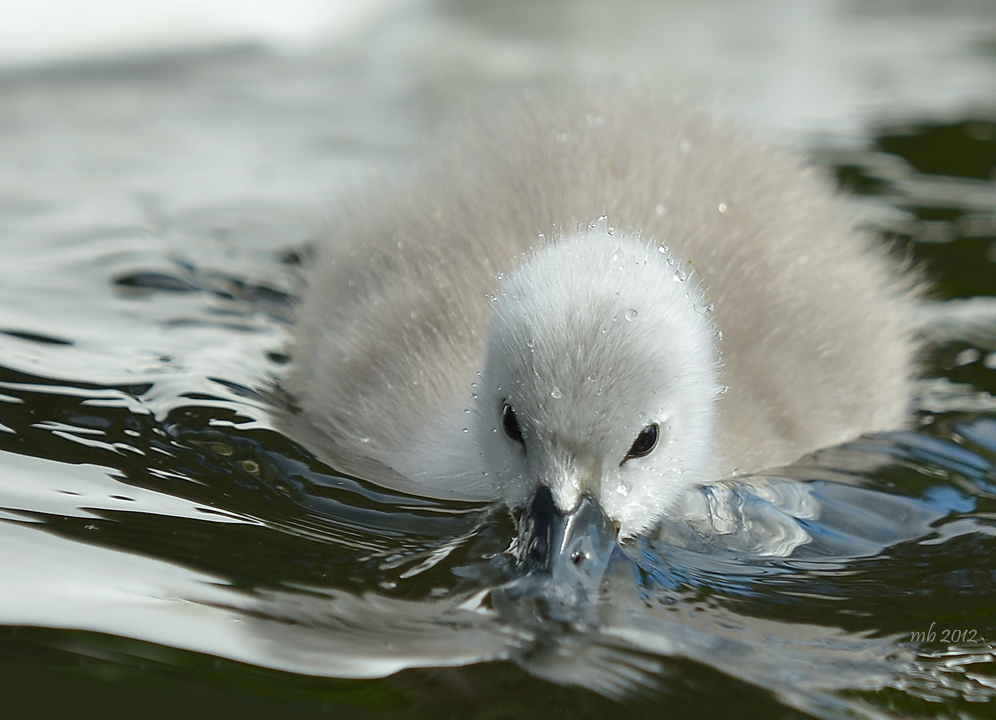 Baby planschen