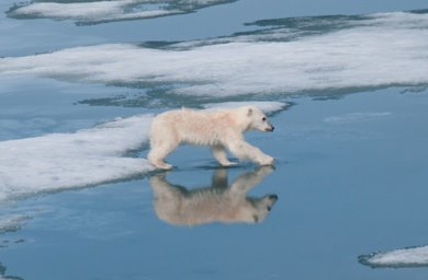 Baby Polarbear Svalbard Islands 