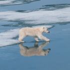 Baby Polarbear Svalbard Islands 