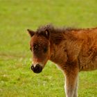 baby pony 1