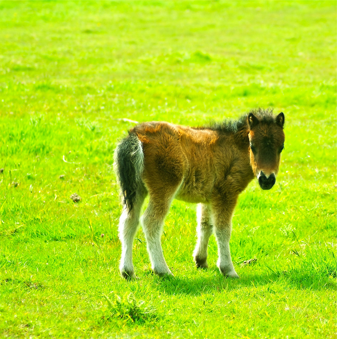 baby pony
