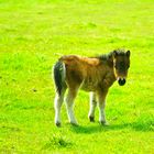 baby pony