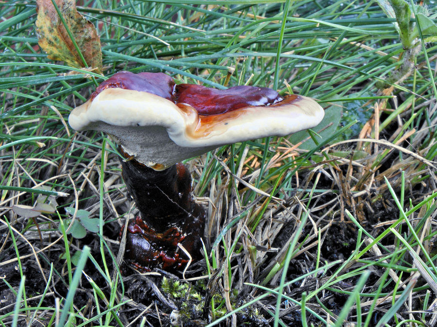 Baby-Porling nach künstlichem Regen...