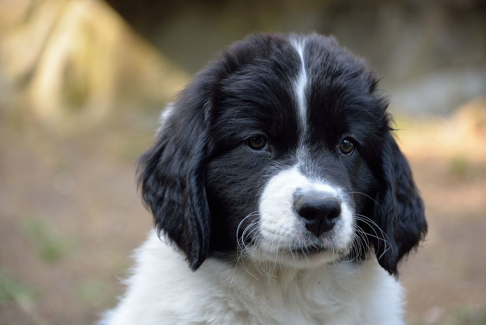 Baby-Portrait