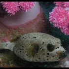 Baby Puffer