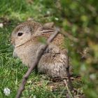 Baby Rabbit