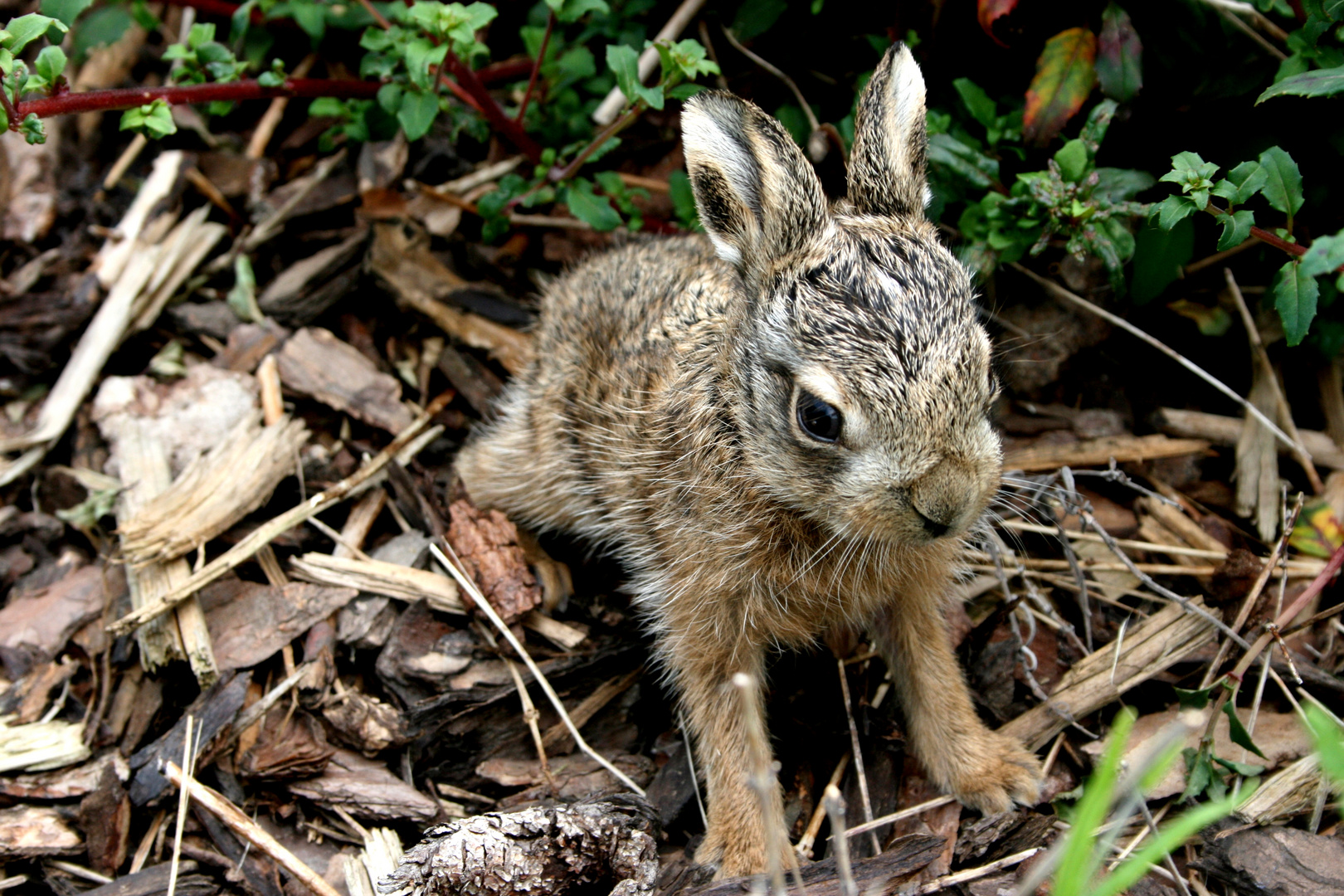 Baby rabbit