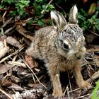 Baby rabbit