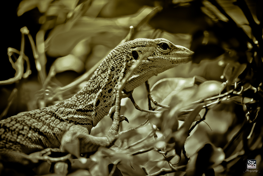 Baby Raptorex auf der Jagd ;-)