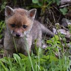 ;-))))BABY REDFOX