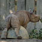 Baby Rhino