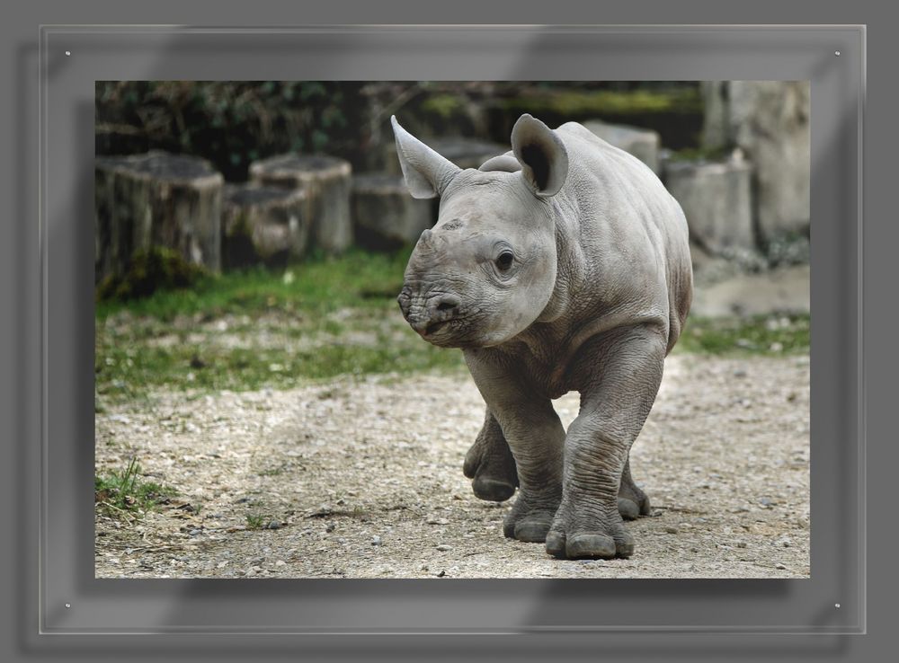 Baby Rhino