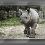 Baby Rhino