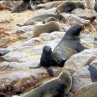 Baby-Robbe bei Cape Cross