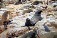 Baby-Robbe bei Cape Cross