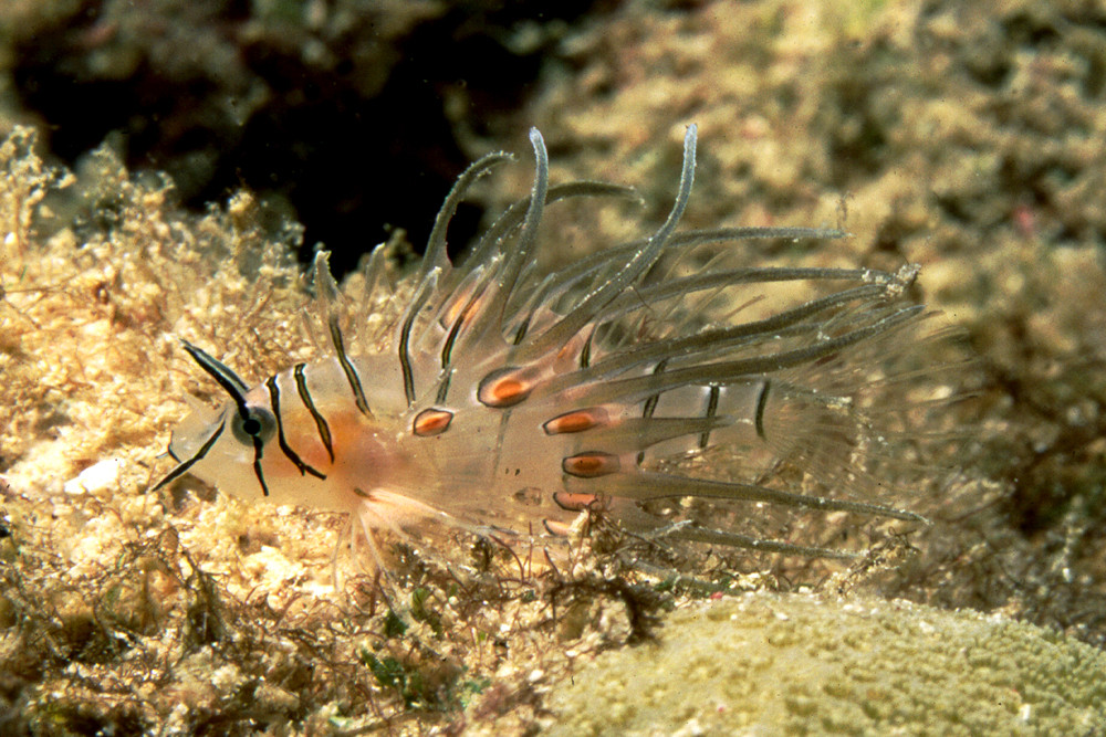 Baby Rotfeuerfisch