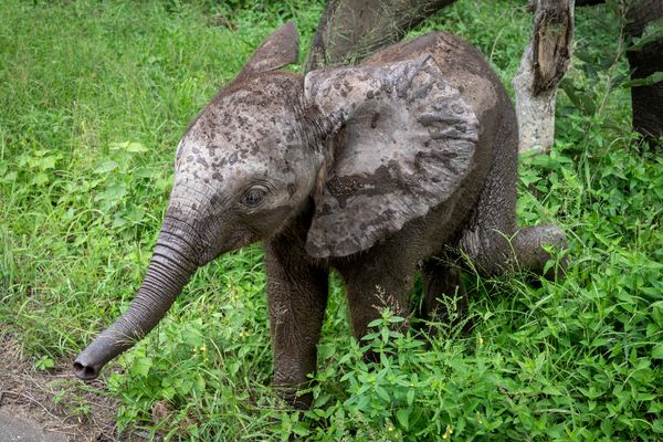 Baby-Rüsselschwinger