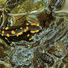 Baby Salamander