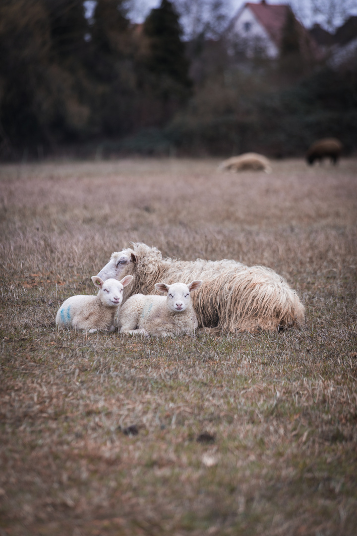 Baby Schafe in Landau