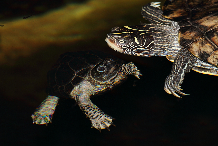 Baby Schildkröte