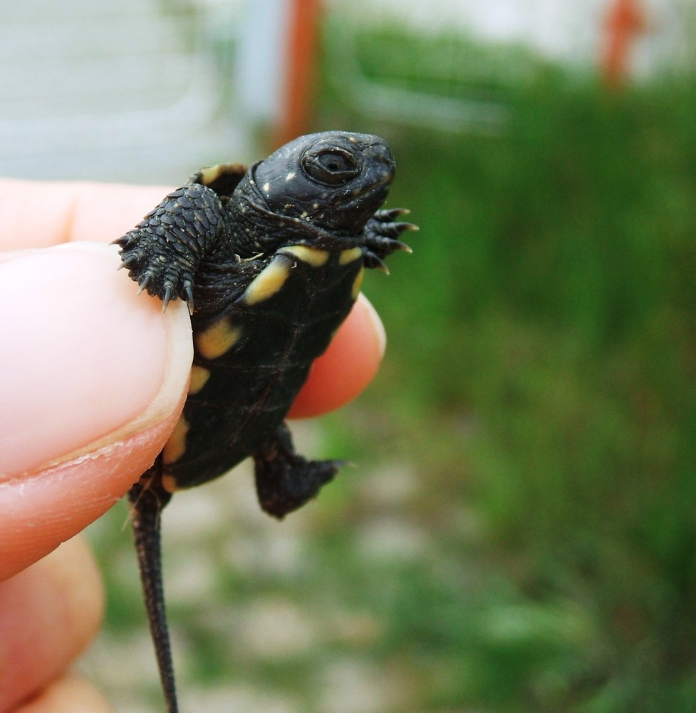 Baby-Schildkröte