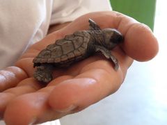 Baby Schildkröte