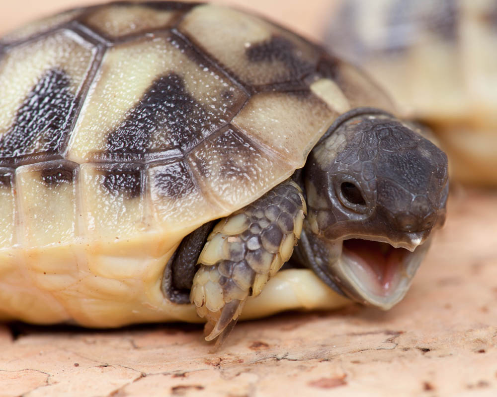 Baby Schildkröte