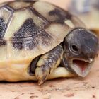 Baby Schildkröte