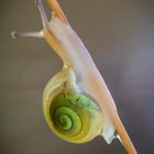 "Baby Schnecke"